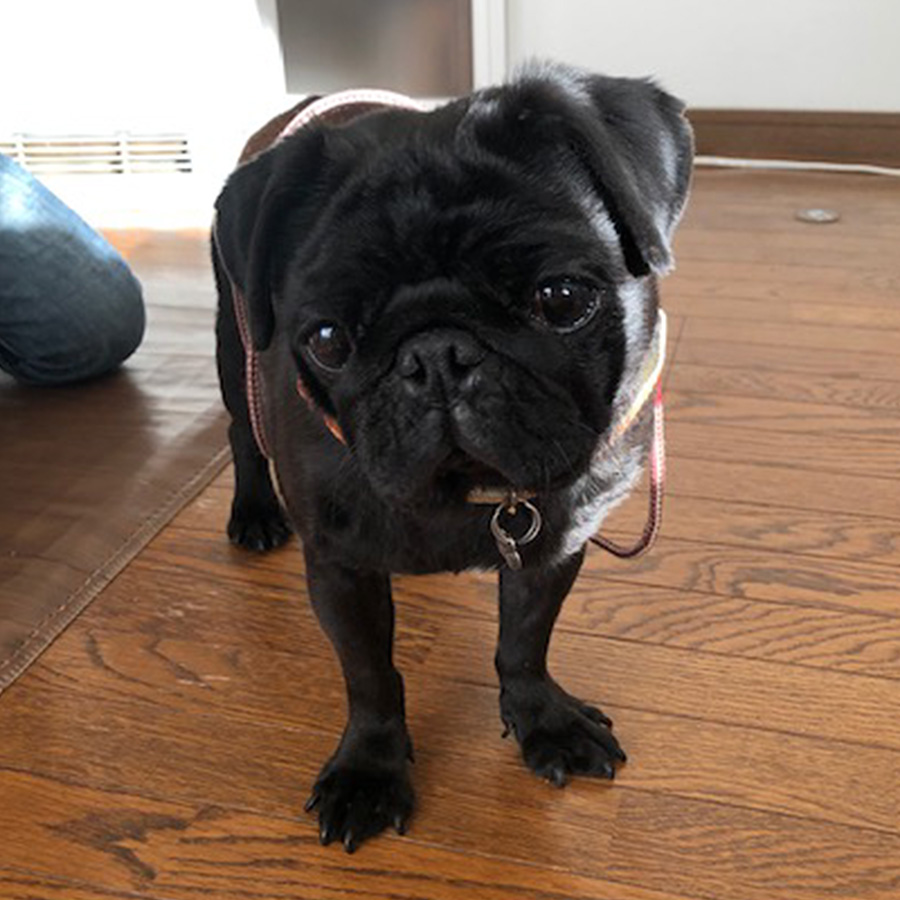 pug パグ ハラミちゃん