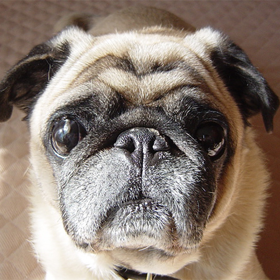pug パグ くーちゃん