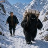 雪男が荷物を運ぶ