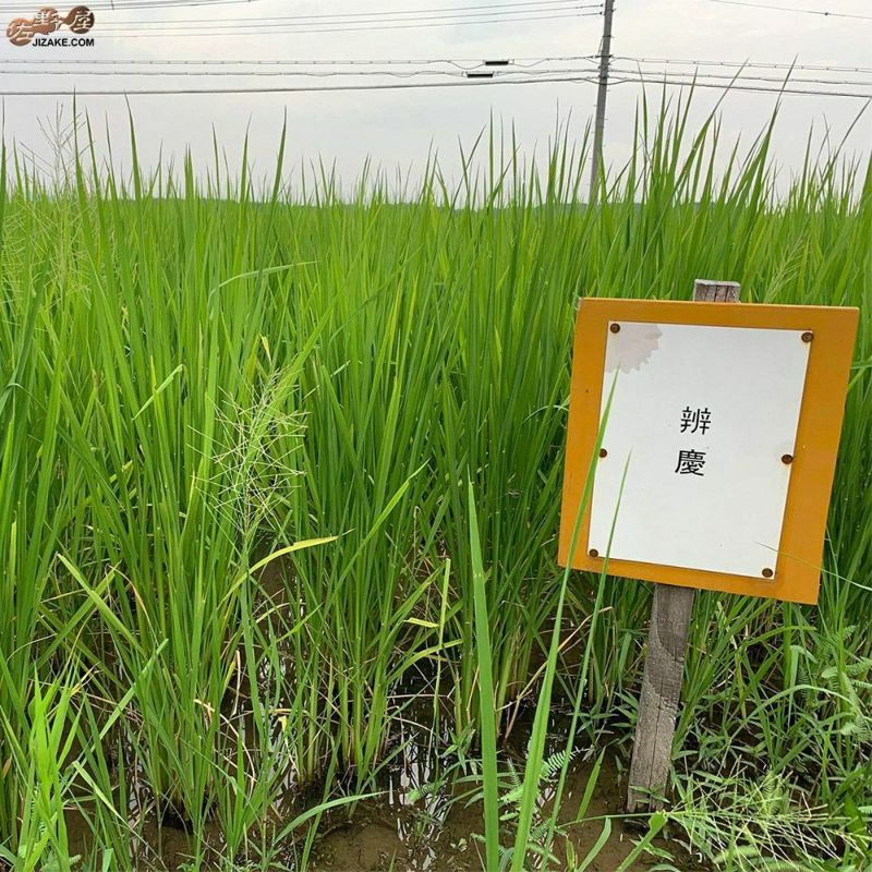 富久錦株式会社　純青　辨慶(べんけい)　生もと特別純米