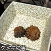 クロノユキコ　ぐい呑み　クヌギの実