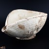 淡海陶芸研究所　錆白泥　片口