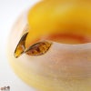 綿舎雄季　curiosity 片口
